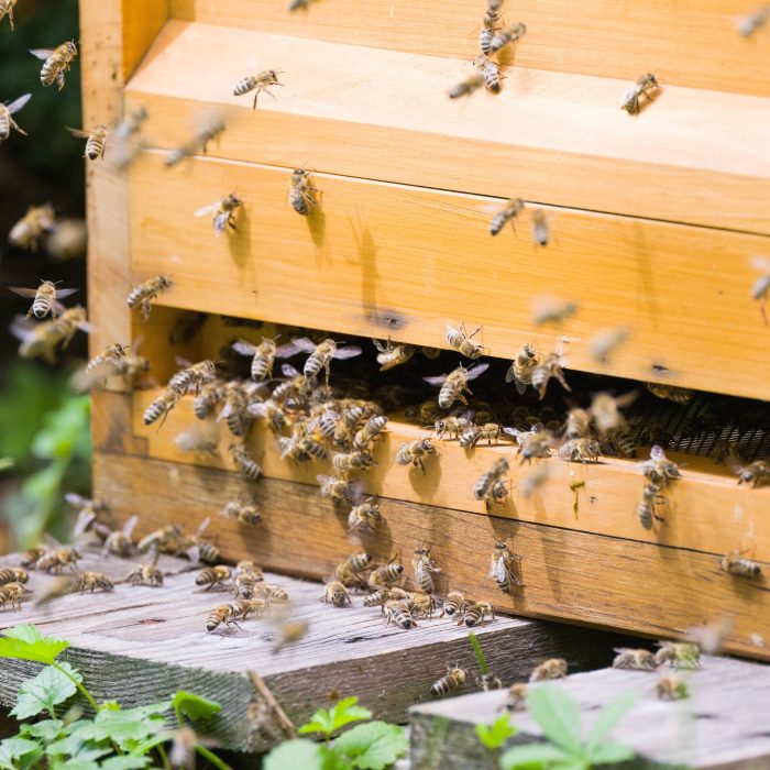 biodiversité